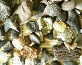 RIVER TREASURES from Peace River in Florida, fossil finds, shark teeth, stone crystals