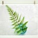 Simply - Fern still life - Fine Art Photography print - kitchen decor - minimal modern wall art - aqua teal blue - fresh green wall art
