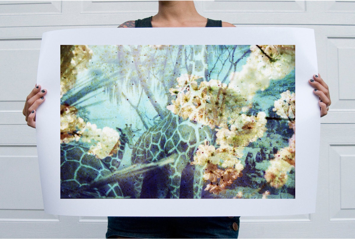 Giraffes - Flora and Fauna Series . 20x30 Print