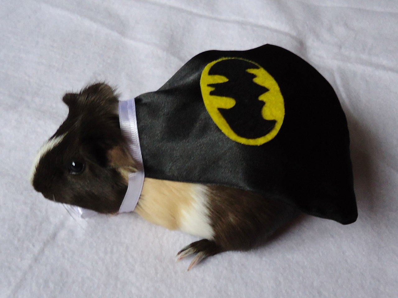 Guinea Pig Superhero