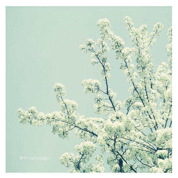 Pear Blossoms 8x8