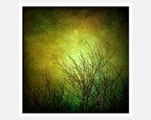 Nature Photography,  moss green, moon, bare trees, Equinox fine art photography print 10x10 - moonlightphotography