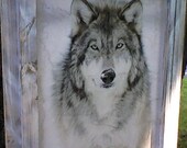 Gray Wolf in whitewashed frame