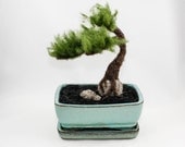 Felt Bonsai Tree