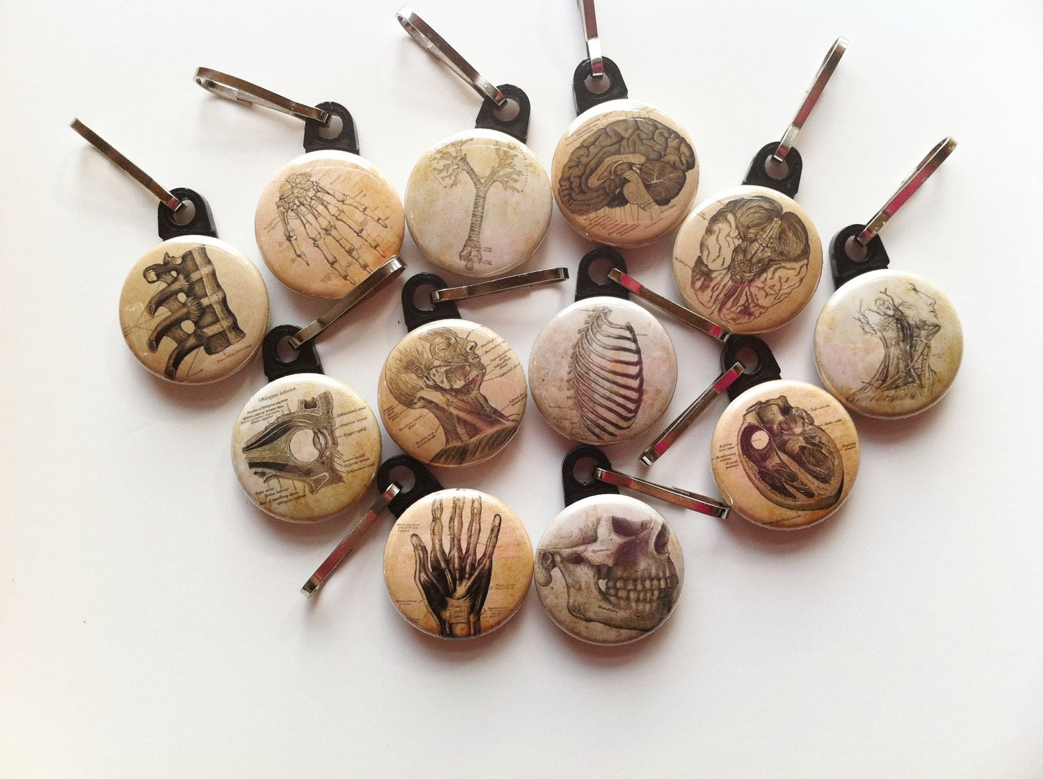 Vintage Anatomy Zipper Pulls- 12 Piece Set- Clip them on your backpack, sweatshirt, purse, jacket, bag and so much more