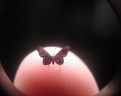 Still-Life Ruby Spotted Swallowtail Butterfly in Dollhouse Miniature Scale - 3/16" Wingspan