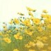 Gather joy