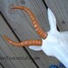 Antelope / Faux Taxidermy / Head Wall Mount / The Zalika /  WHITE / ORANGE / Home Decor. Sign / Urban Cowboy / Modern Chic /