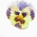 Extra Large 2.25 Inch Pressed Pansies Crafting Supplies