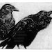Award Winning Print- AWAITING ALEXANDER (Raven (bird, crow) Series)  Intaglio Etching Black ink 2010 5 x 7 inch, one of two Artists Proofs