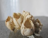 Barnacle Encrusted Rock Specimen 1950s