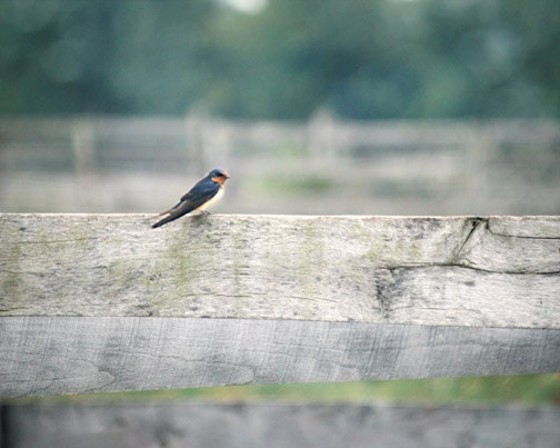 Country Bird Photograph swallow fence wood green blue western summer woodland rustic - FirstLightPhoto