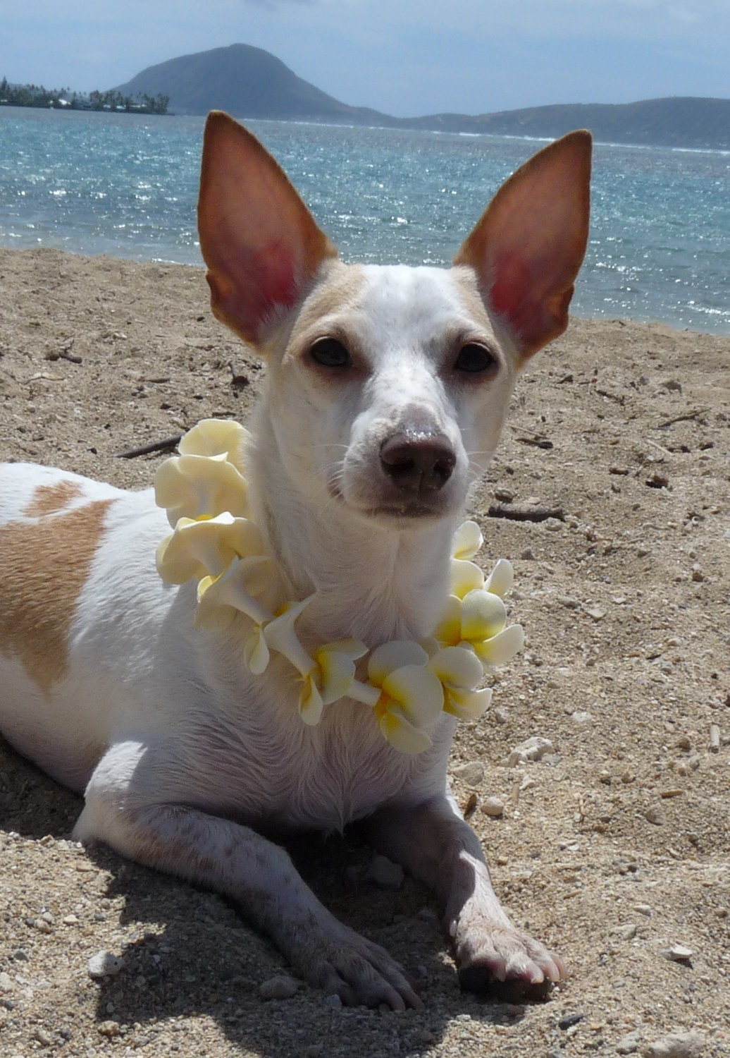 Made to Order Hawaiian Plumeria Pet Lei - (Extra Large)