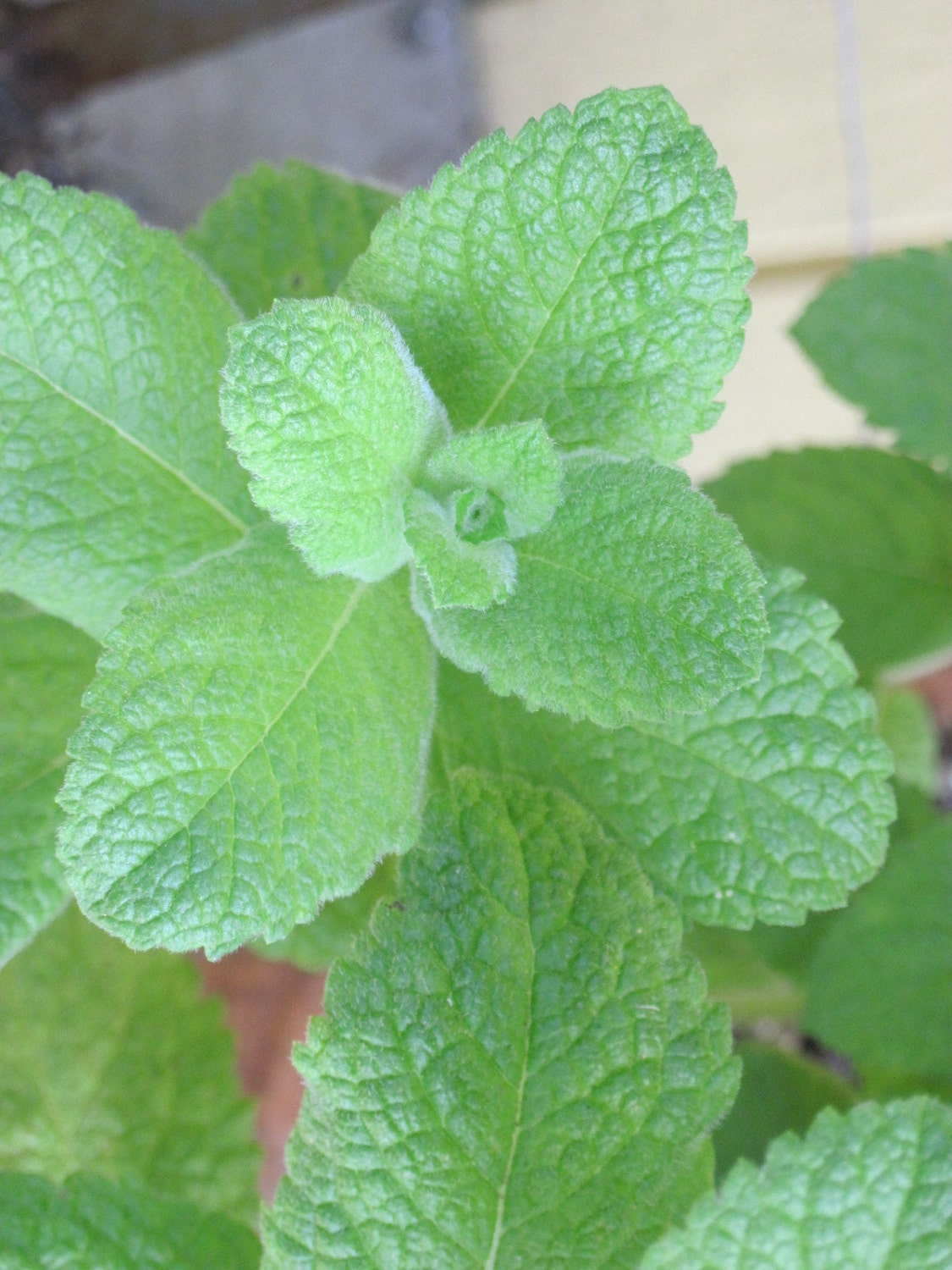 PEPPERMINT Whipped Body Parfait Natural Blendings Most Popular Product in  8 oz Jar Made to Order