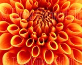 Gorgeous Orange Dahlia - Fall - Autumn Flower - 8 x 10 - Digital Fine Art Flower Photo Print - Natures Symmetry - Perfection - Home Decor - PhotosByChipperfield