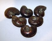 Ancient Aura Rainbow Polished Opalized Ammonite Fossil (1 piece)