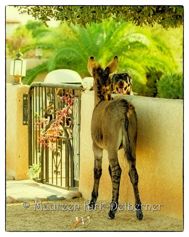 Play Time at the Casa - A Fine Art Photography of a Baby Burro