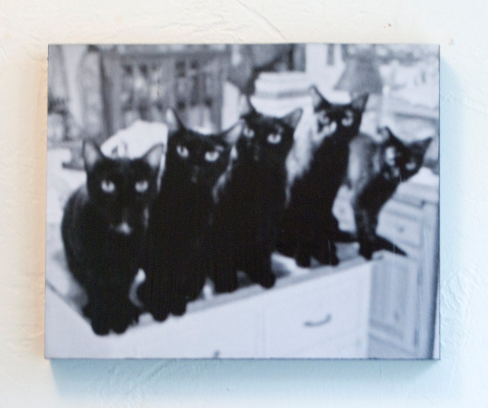 Five Cats in a Line, black and white 8x10 Wood Mount Print