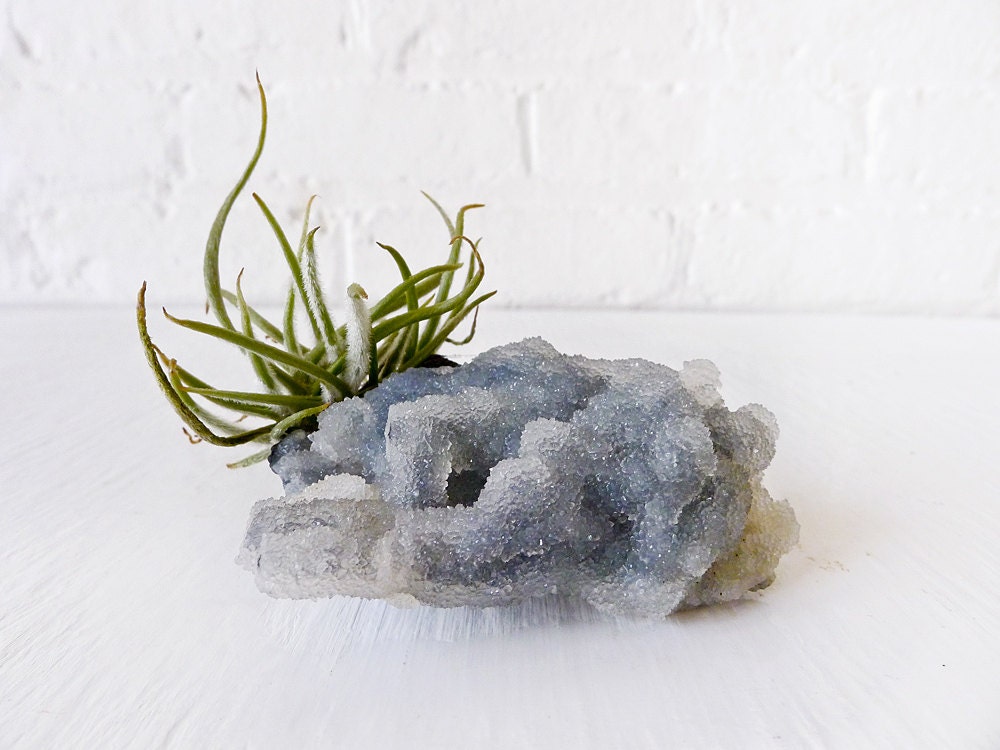 Air Plant Crystal Garden -  Chalcedony India Mineral with Air Plant Fuzzy Clump