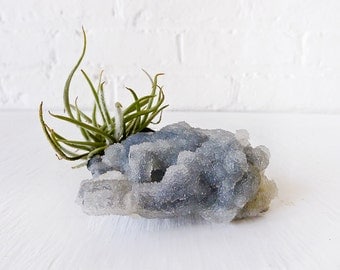 Air Plant Crystal Garden -  Chalcedony India Mineral with Air Plant Fuzzy Clump