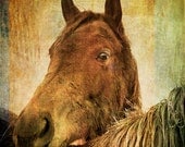 Brown Horse Animal Photograph, fine art photography print, animal wall art