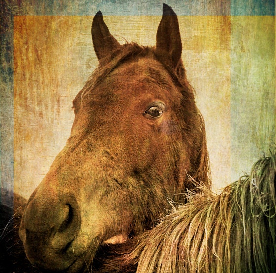 Brown Horse Animal Photograph, fine art photography print, animal wall art