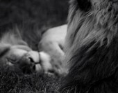 sleeping lion
