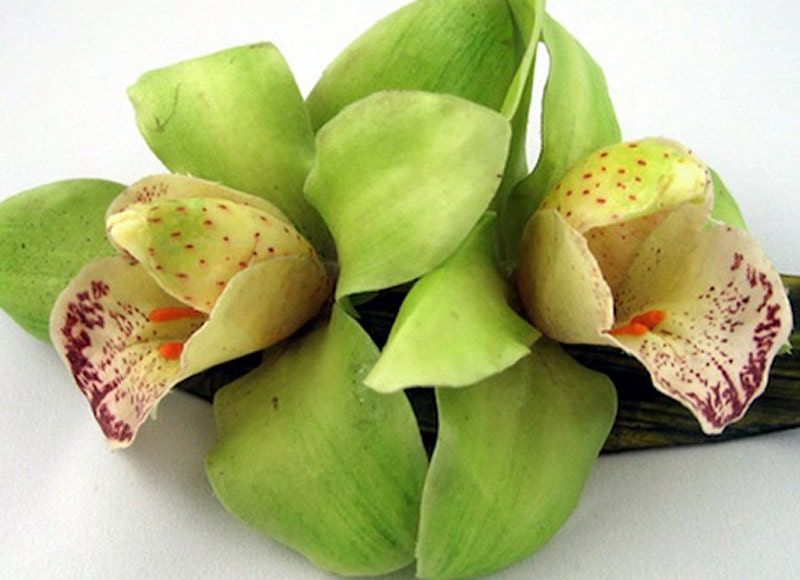 Chartreuse Cymbidium Orchids