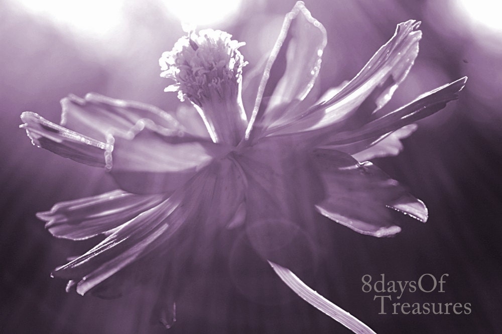 Purple, Lavander, Lilac, Floral, Pastel, Flower, Nature Photography, Home Decor,  8x10 Print