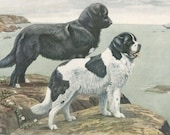 Newfoundland Dogs - 1910s - Louis Agassiz Fuertes art print