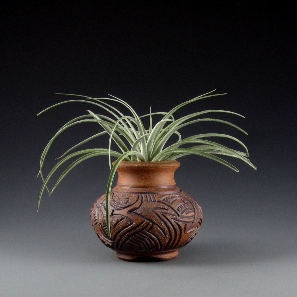 Carved Stoneware Pot and Free Air Plant (5826)