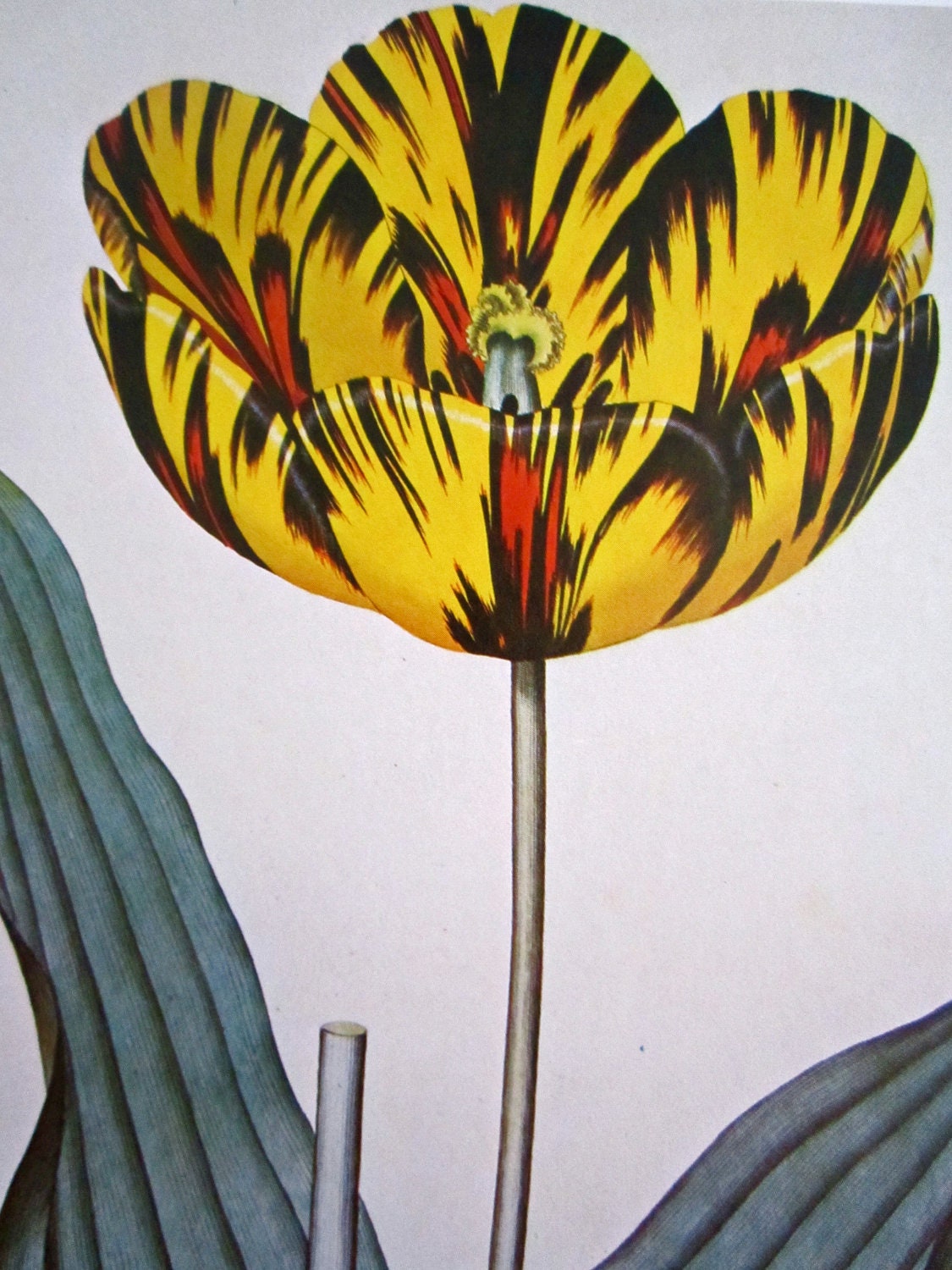 Tiger Tulip