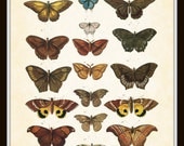 Natural History Antique Butterfly Plate 4 1800's 8x10 Art Print Digital Collage Home Decor Home & Garden Butterflies
