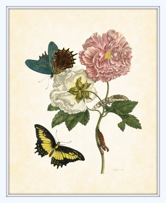 Botanical with Butterfly 2 Maria Sibylla Merian