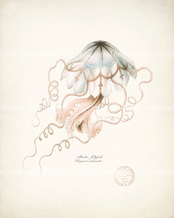 Vintage Atlantic Jellyfish Illustration Natural History Wall Decor Art Print 8x10