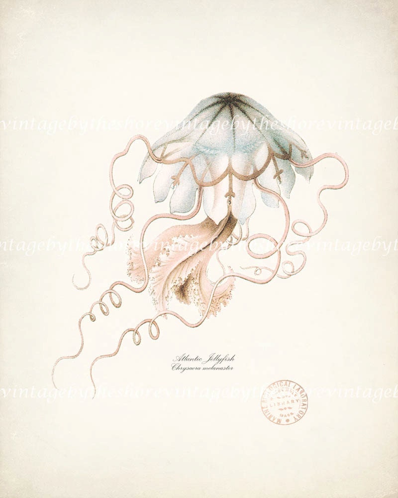 Vintage Atlantic Jellyfish Illustration Natural History Wall Decor Art Print 8x10