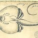 Stingray Fish Sketch Drawing Vintage Facsimile Maranhao Brazil Frei Cristovao