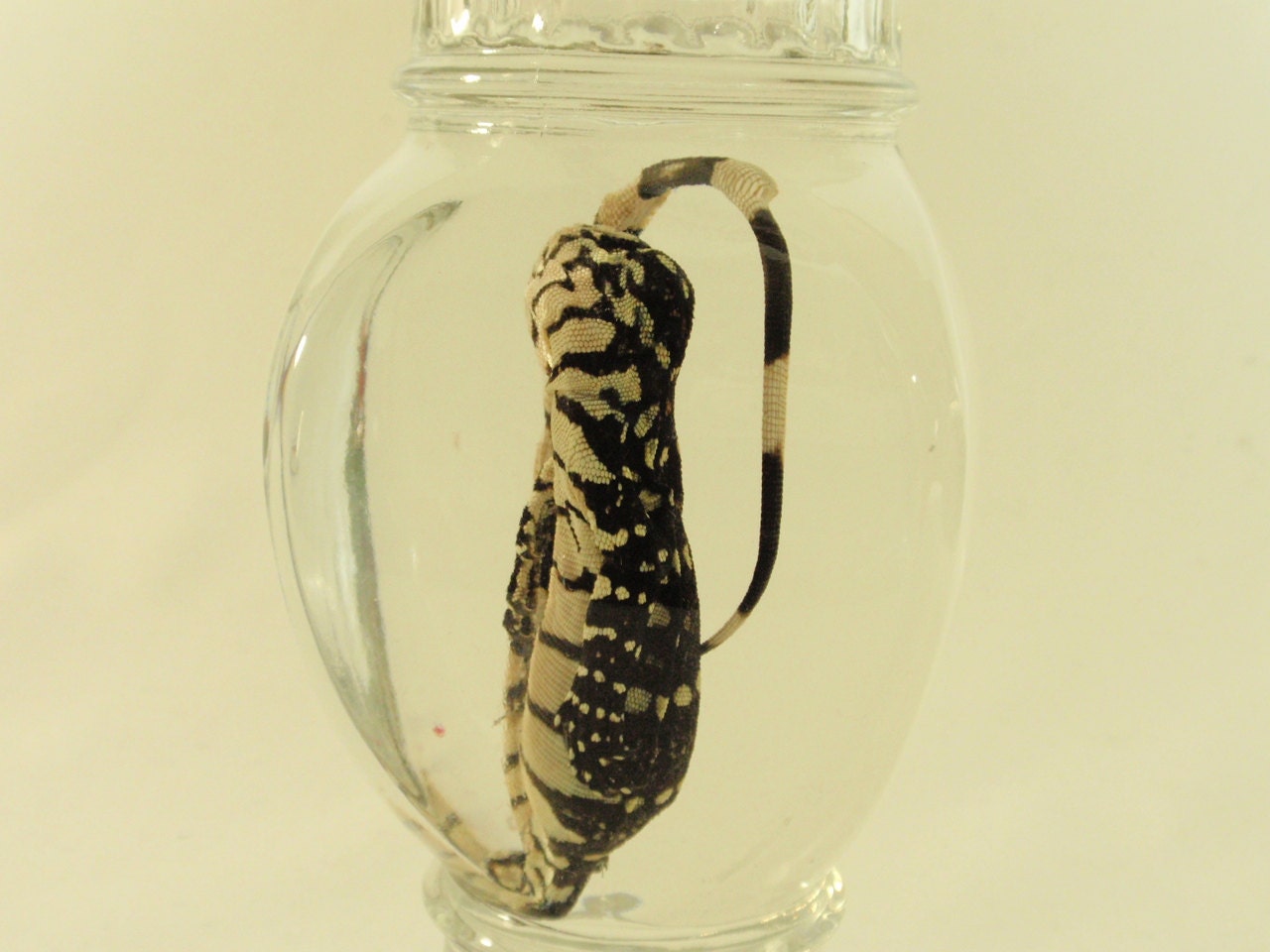 Juvenile Nile Monitor Lizard In Vintage Apothecary Jar