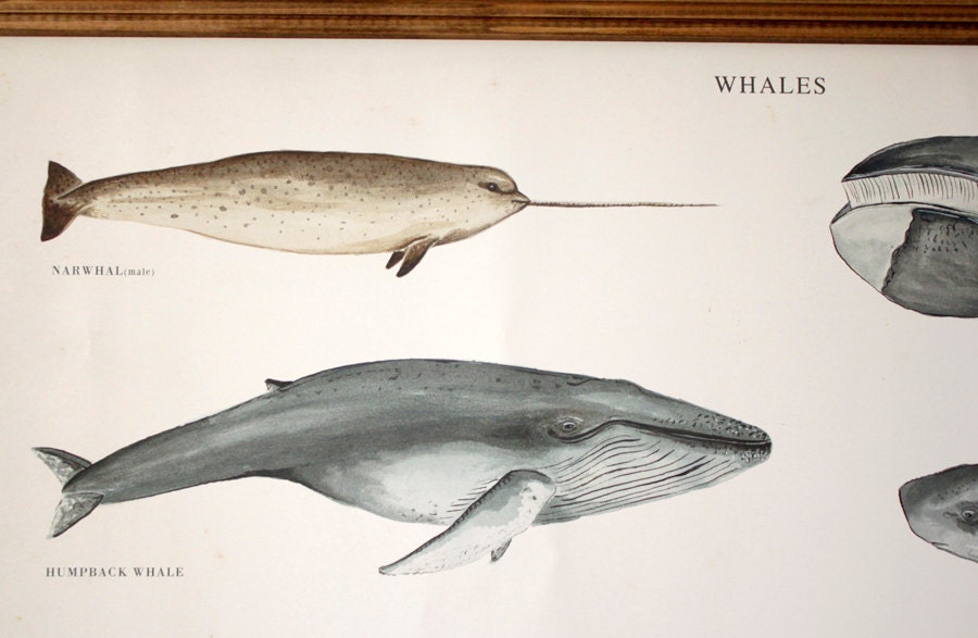 LARGE A1 Whales Canvas poster - vintage illustration educational chart illustration WAP2001