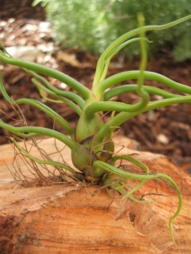 5 Pack Sale Tillandsia Bulbosa Guatemala  Air Plants