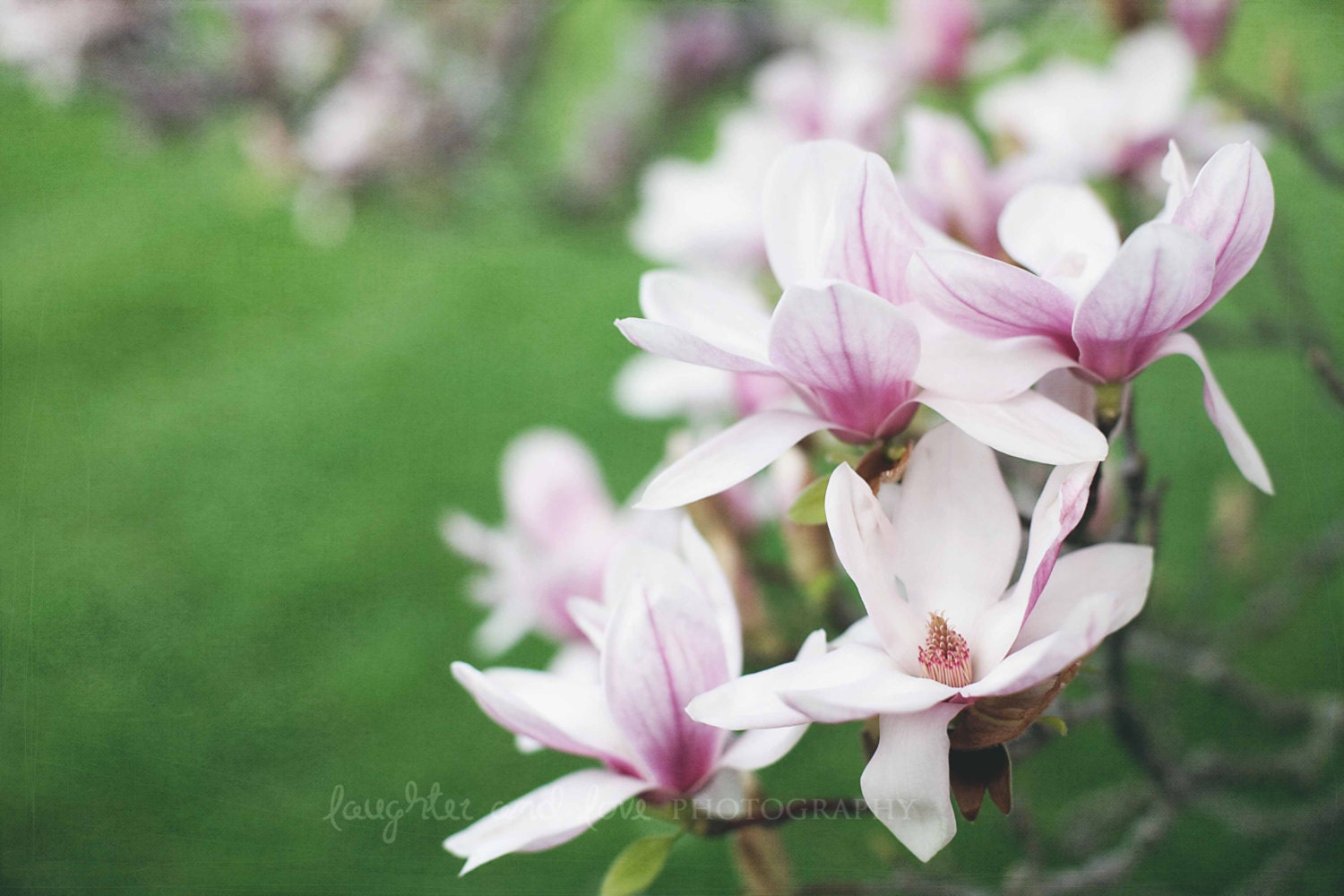 Magnolias 8x10 Fine Art Photography Spring White Hot Pink Green Flower Tree Nature Shabby Cottage Chic Home Decor Wall Art