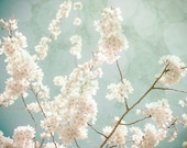 Cherry Blossom, Flower Photography, White, Blue, Flower