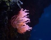 Ocean Photo, Anemone, Coral, Sea, Vibrant Color, Nature Photography - 8x10 fine art photograph
