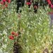 Pink Paperver Somniferum Seeds 2012