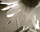 Sunflower Black and White, Abstract Sunflower, Closeup Sunflower,  5x7 Photograph, FPOE, POE