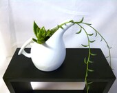 a mini Pitcher of Flowing Succulents