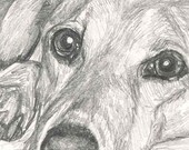 Custom Dog or Cat or Any Pet Portrait (Close Up) in Graphite by Deb Gardner