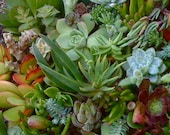 Succulent PLANTS, 75 SUCCULENT CUTTINGS to start your Succulent Garden, Vertical Wall, Dish Garden, Wreath