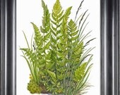 FERN PRINT Lindman 8X10 Botanical Art Print 5 Antique Beautiful Green Ferns Summer Forest Nature Home Decoration