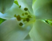 Linda - 11X14 fine art print, emerald green, green flower, cool, fresh, Summer, photograph, blossom, close up, macro